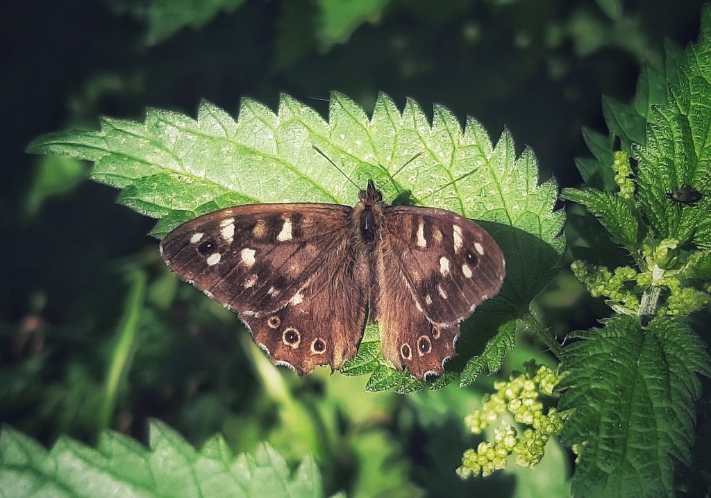 Speckled wood by inthecloud5