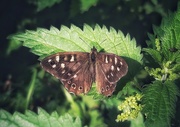 6th Aug 2020 - Speckled wood