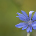Chicory by lstasel