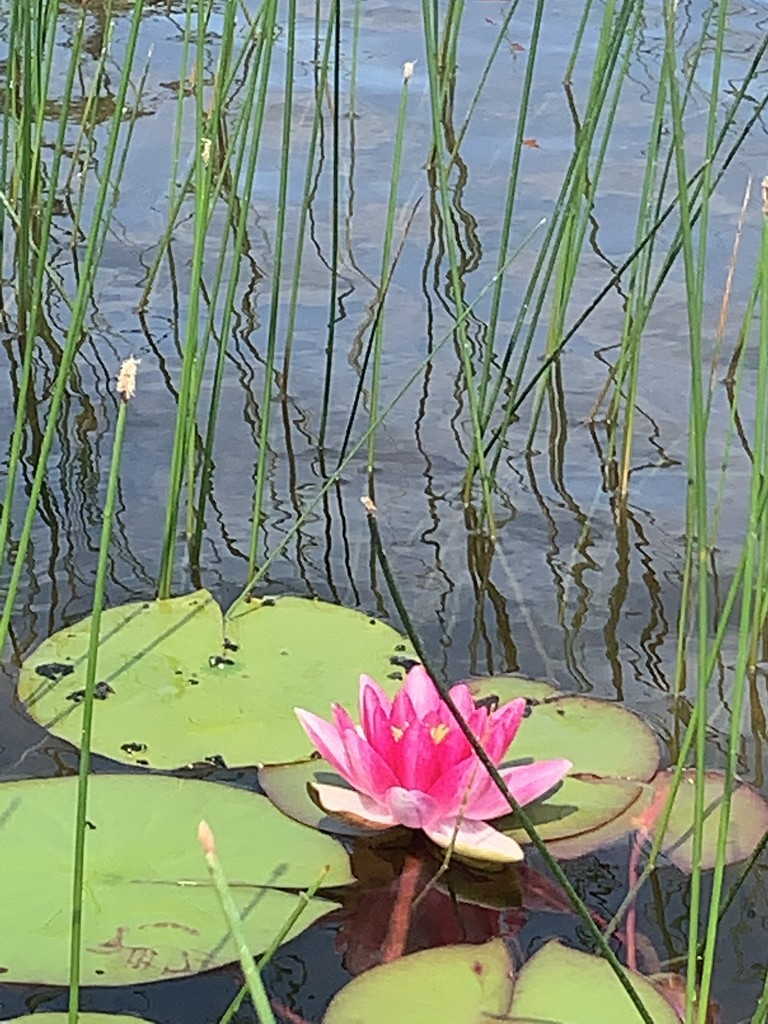 Pink water lily by radiogirl