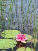 7th Aug 2020 - Pink water lily