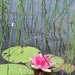 Pink water lily by radiogirl