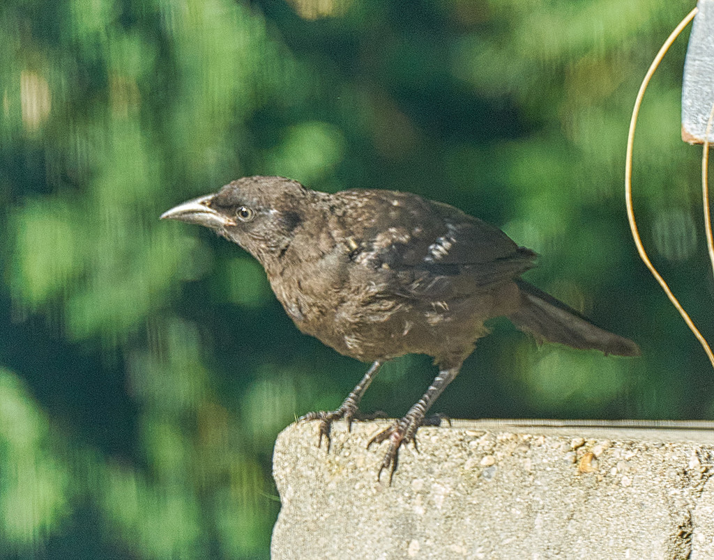Today's Bird...Juvenile Crow? by gardencat