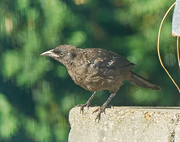 6th Aug 2020 - Today's Bird...Juvenile Crow?