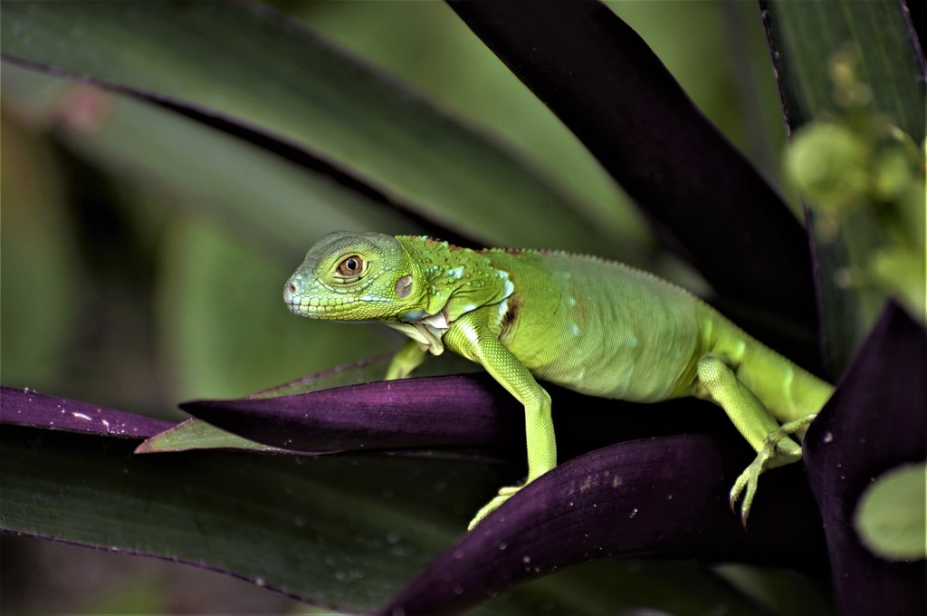 Green Lizard by chejja