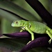 Green Lizard by chejja