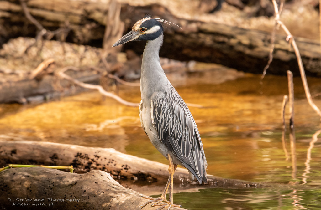 Yellow Crowned Night Heron Digesting Lunch! by rickster549