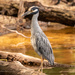 Yellow Crowned Night Heron Digesting Lunch! by rickster549