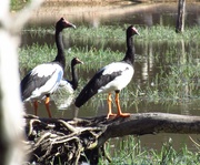 6th Aug 2020 - Magpie Geese
