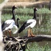 Magpie Geese by robz