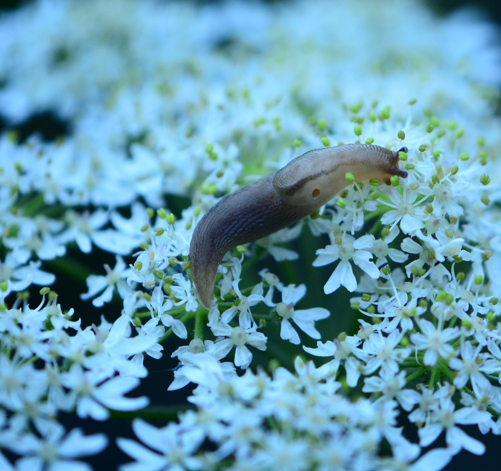 Dusky Slug (Arion subfuscus) ??........ by ziggy77