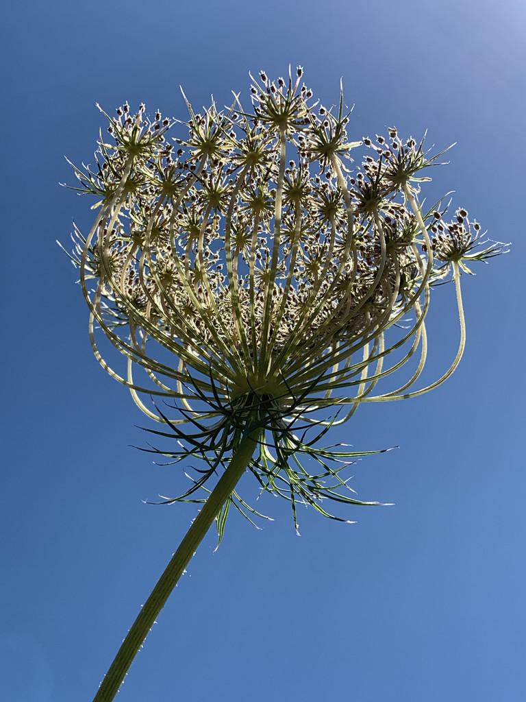 The queen Anne's lace makes the blue skies bluer by shookchung