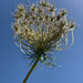 The queen Anne's lace makes the blue skies bluer by shookchung