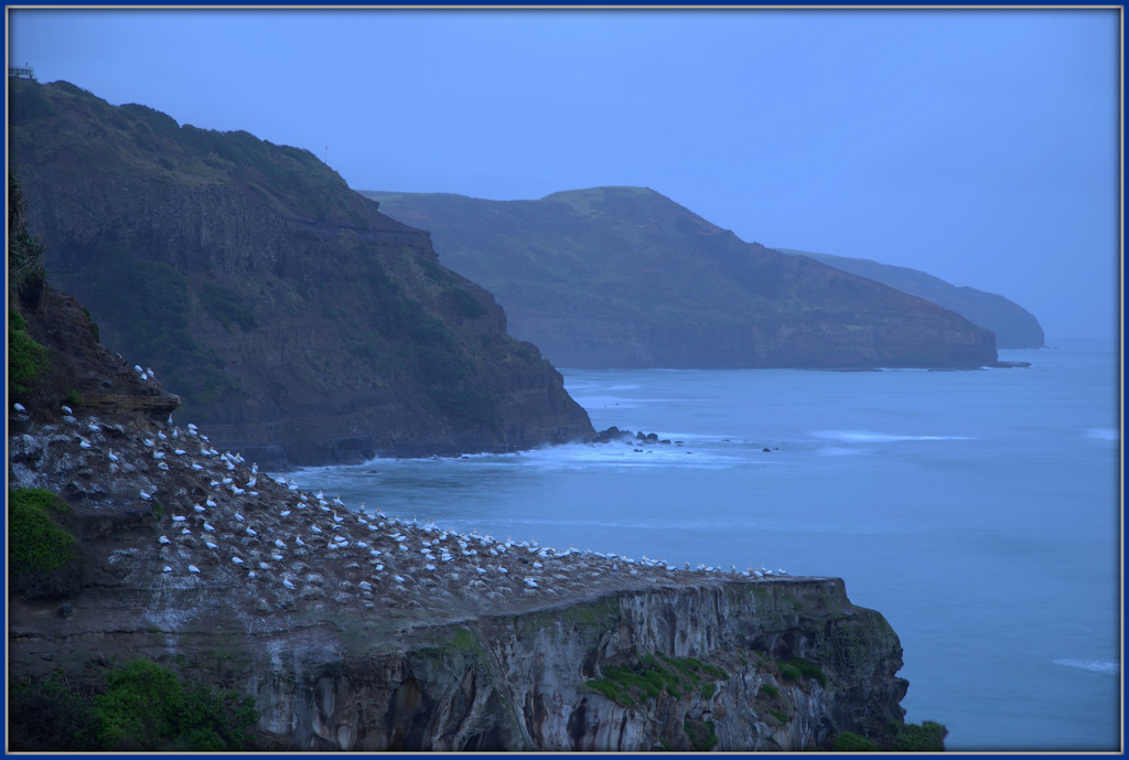 Gannets early morning by dide