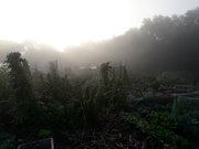 7th Aug 2020 - allotment 06.30 this morning.