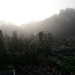 allotment 06.30 this morning. by arthurclark
