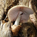Tree Fungus by cmp