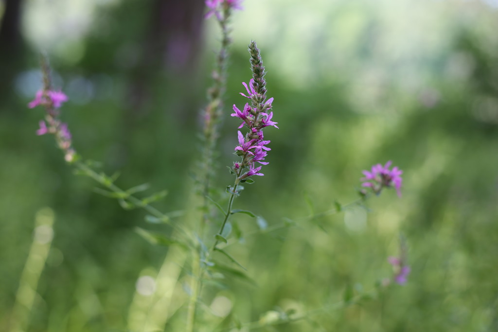 purple loosestrife... by earthbeone
