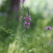 purple loosestrife... by earthbeone