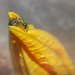 Visitor to the Squash Blossom by taffy