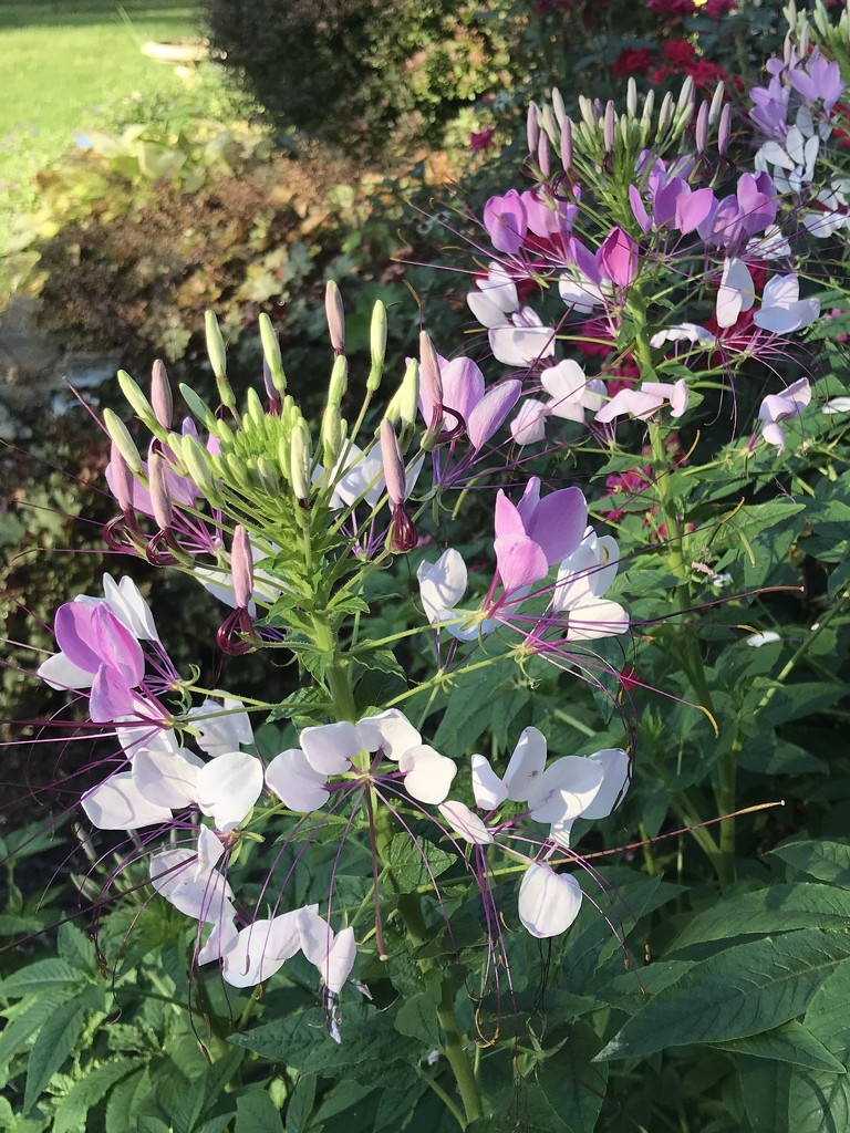 The Cleome Are Blooming!  by beckyk365