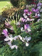30th Jul 2020 - The Cleome Are Blooming! 