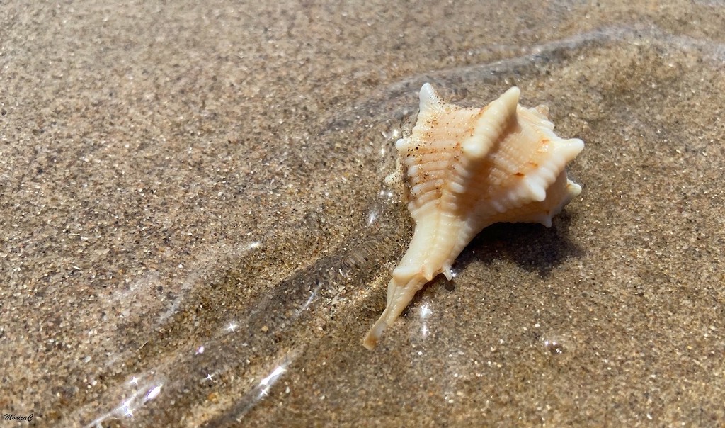 Sea shell by monicac