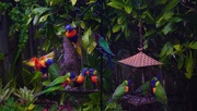 8th Aug 2020 - Very Soggy Lorikeets ~  