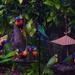 Very Soggy Lorikeets ~   by happysnaps