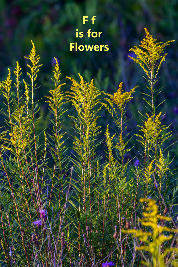 August Alpabet Words - Flower by farmreporter