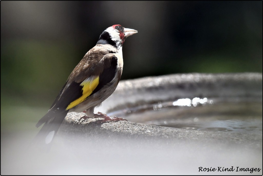 Goldfinch by rosiekind