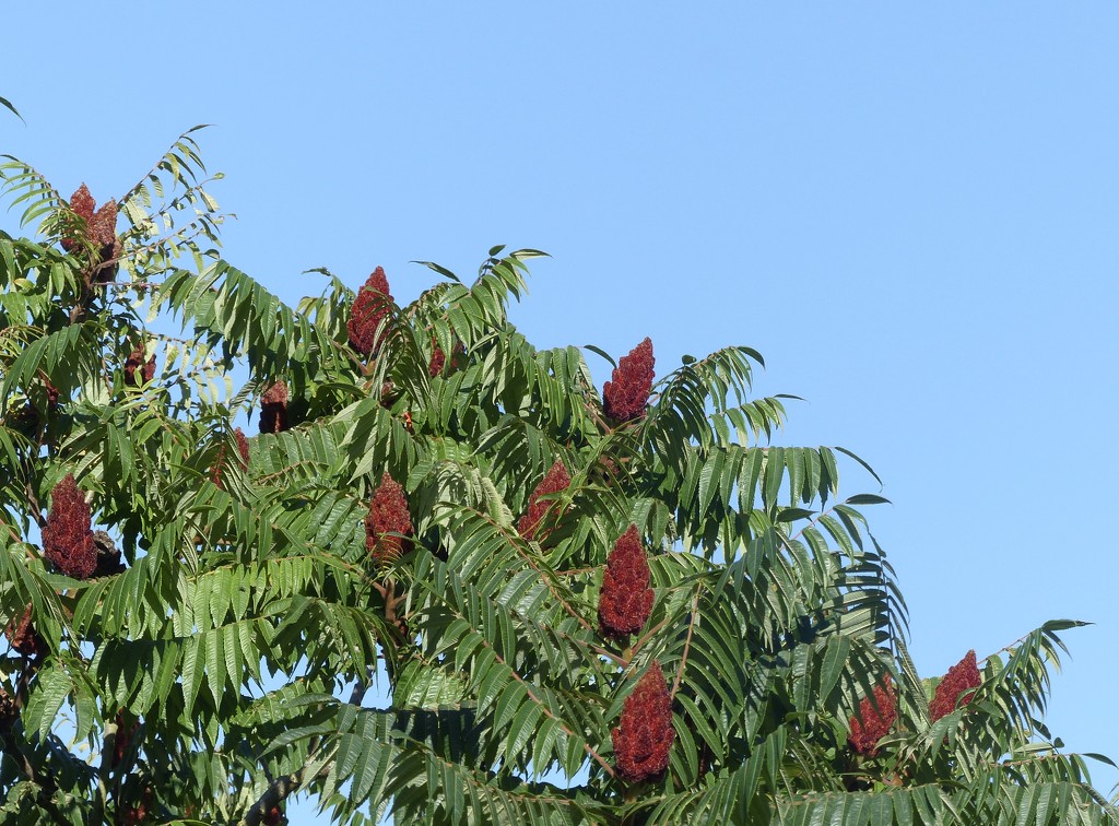 Sumac Tree - hottest day of year  by foxes37