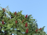 7th Aug 2020 - Sumac Tree - hottest day of year 
