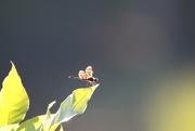 5th Aug 2020 - Dragonfly