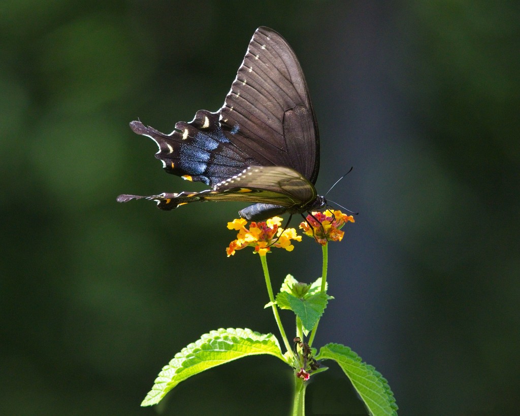 LHG-0373- black swallowtail by rontu
