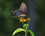 5th Aug 2020 - LHG-0373- black swallowtail