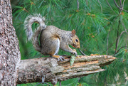 7th Aug 2020 - Squirrels eat pine cones?