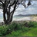 Nice NZ beach view by nzkites