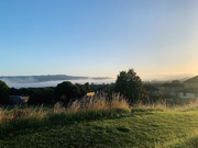 7th Aug 2020 - Misty morning