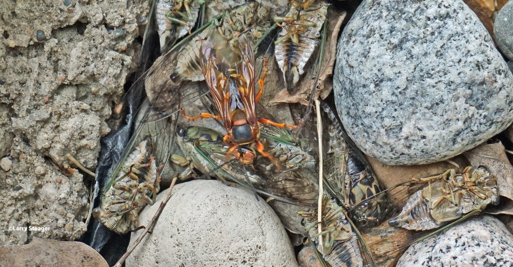 Cicada killer by larrysphotos