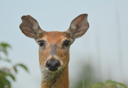 6th Aug 2020 - Eyelashes and a Wet Nose