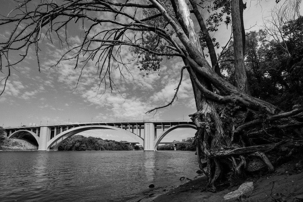 Tree and Bridge by tosee