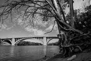 7th Aug 2020 - Tree and Bridge