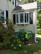 25th Jun 2020 - It’s hydrangea season in New England