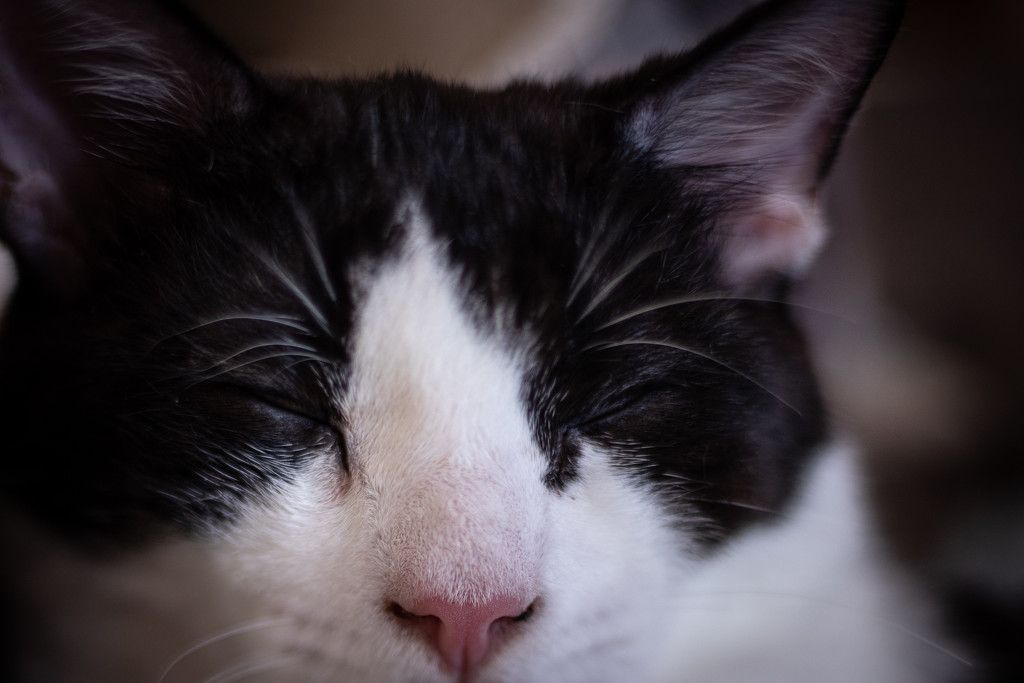 Freelensing Cats by swchappell