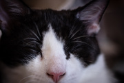5th Aug 2020 - Freelensing Cats