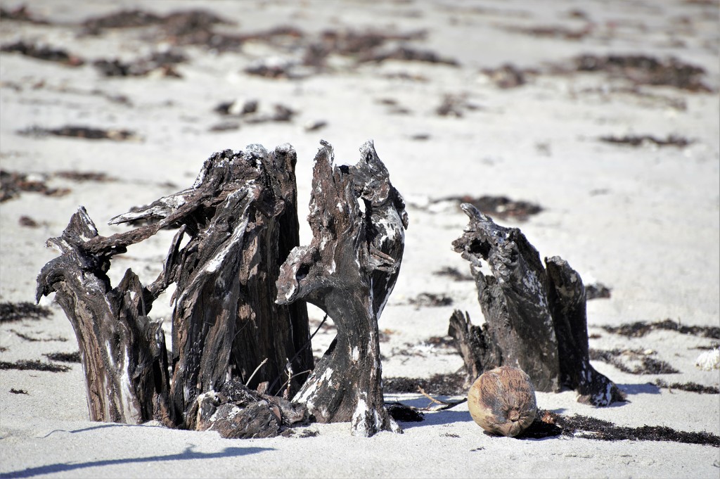 Driftwood at the Beach by chejja