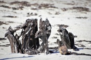 7th Aug 2020 - Driftwood at the Beach