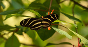7th Aug 2020 - Zebrawing Butterfly!