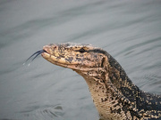 8th Aug 2020 - Water Lizard